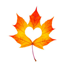 fall in love photo metaphor. red maple leaf with heart shaped is