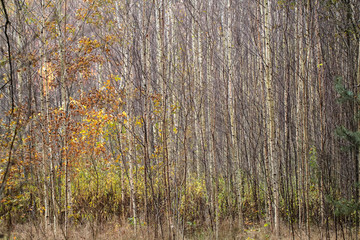  Birch Forest