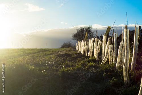 Fotografía Newly planted hedge in English countryside