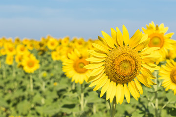 Wall Mural - Sunflower blooming in field