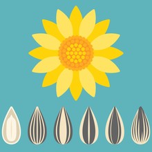 Vector Sunflower And Sunflower Seed, Flat Design
