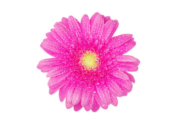 Fototapete -  gerbera flower