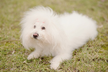  Bichon bolognese dog in park