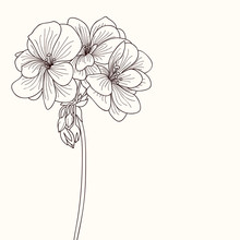 Geranium Flower Drawing