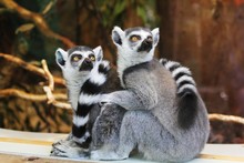 Two Ring-tailed Lemurs 