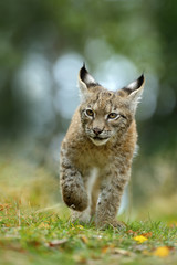 Wall Mural - cat eurasian lynx in the green grass in czech forest, baby chick