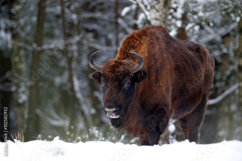 Fotografie, Obraz European bison in the winter forest, cold scene with big brown animal in the nat