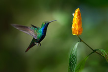 Green And Blue Hummingbird Black-throated Mango, Anthracothorax Nigricollis, Flying Next To Beautiful Yellow Flower