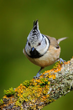 Songbird Crested Tit Sitting On Beautiful Lichen Branch With Clear Green Background