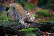 Walking Wild Cat Eurasian Lynx In Green Forest