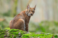 Eurasian Lynx, Wild Cat Sitting On The Orange Leaves In The Forest Habitat