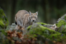 Walking Eurasian Wild Cat Lynx On Green Moss Stone In Green Forest In Background