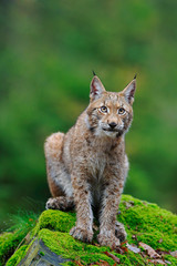 Wall Mural - sitting eurasian wild cat lynx on green moss stone in green forest in background