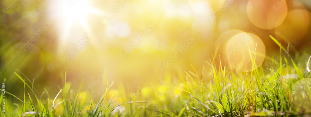 art abstract spring background or summer background with fresh g - obrazy, fototapety, plakaty 