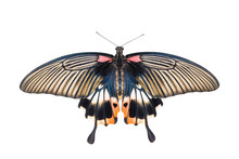 Isolated Yellow Body Female Great Mormon Swallowtail Butterfly O