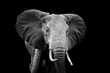 Leinwandbild Motiv Elephant on dark background
