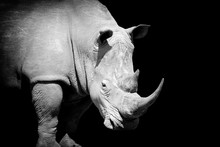 Rhino On Dark Background