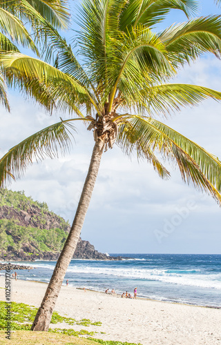 Cocotier Sur Plage De Grande Anse Ile De La Reunion Stock Photo Adobe Stock