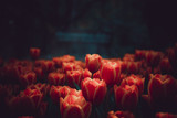 tulip flowers on a bokeh background,(Silhouette and soft focut)