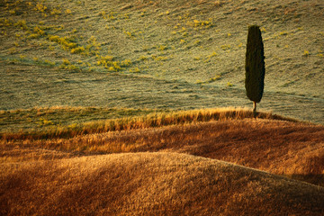 Wall Mural - Wavy breown hillocks with alone solitaire cypress tree, sow field, agriculture landscape, Tuscany, Italy