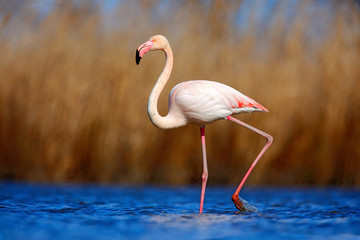 Greater Flamingo, Phoenicopterus ruber, beautiful pink big bird in dark blue water, with evening sun, reed in the background, animal in the nature habitat, Camargue, France
