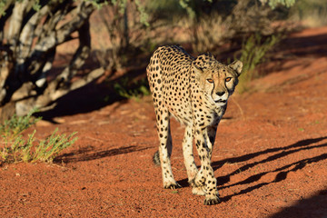 Wall Mural - africa. namibia. cheetah