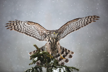 goshawk landing on spruce tree during winter with snow
