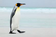 Big King Penguin Going To Blue Water, Atlantic Ocean In Falkland Island, Coast Sea Bird In The Nature Habitat