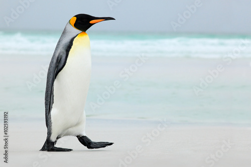 Cuadros en Lienzo Big King penguin going to blue water, Atlantic ocean in Falkland Island, coast s