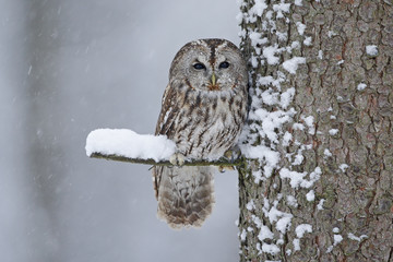 tawny owl snow covered in snowfall during winter, tree trunk with snow