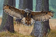 Flying Eurasian Eagle Owl with open wings in forest habitat with trees, wide angle lens photo