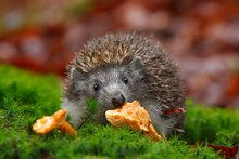 Cute European Hedgehog, Erinaceus Europaeus, Eating Orange Mushroom In The Green Moss