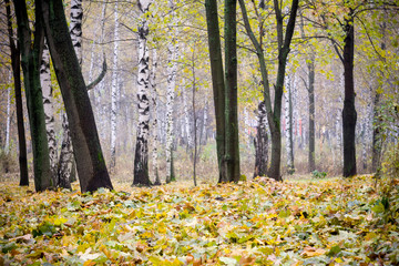 Wall Mural - Trees in Autumn Park