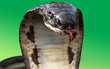 Close-Up Of 3D king Cobra The world's longest venomous snake on green