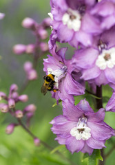 Wall Mural - Purple Delphinium Flower in Garden