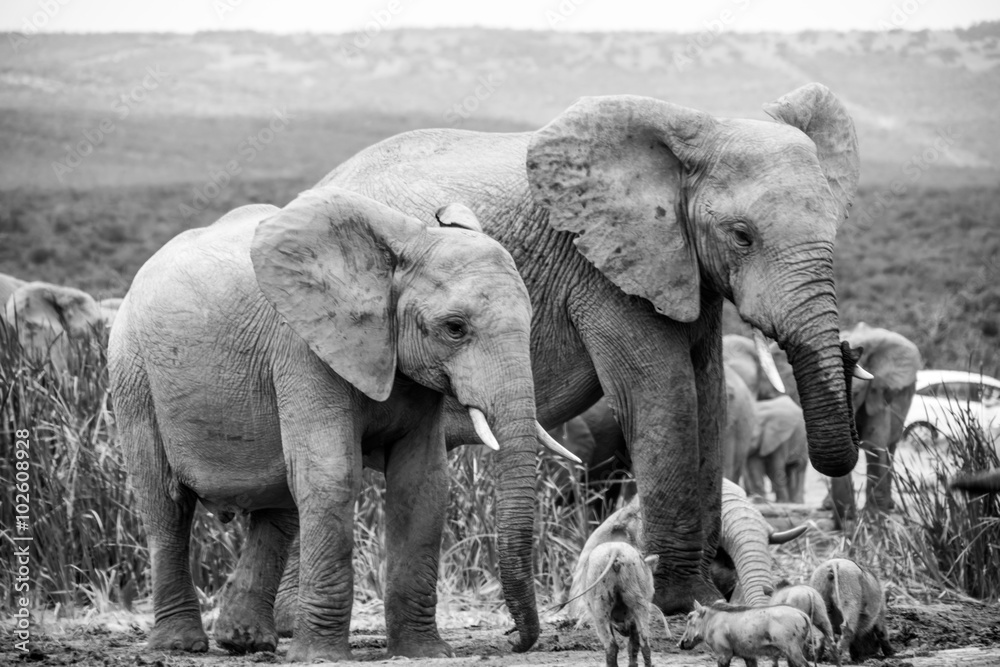 Elephants at Addo Elephant Park, South Africa - obrazy, fototapety, plakaty 