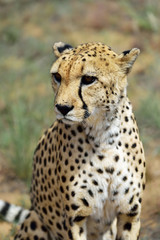 Wall Mural - africa. namibia. cheetah