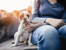 Young Casually Dressed Woman Sitting In Cafe With Her Adorable French Bulldog Puppy. Close Up Shot With Wide Angle Lens.