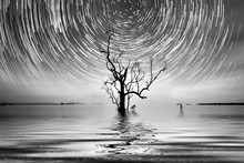 Alone Tree And Star Trail Photography For Your Interior.