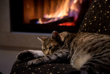 Cat In Front Of A Fireplace

