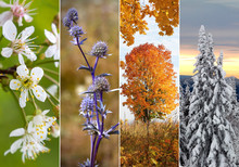 Collage Of Four Seasons