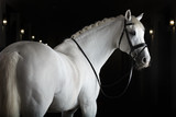 Fototapeta Konie - White horse on black background