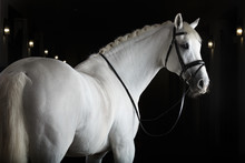 White Horse On Black Background
