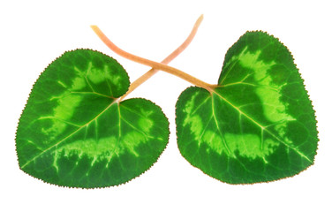 Two leafs