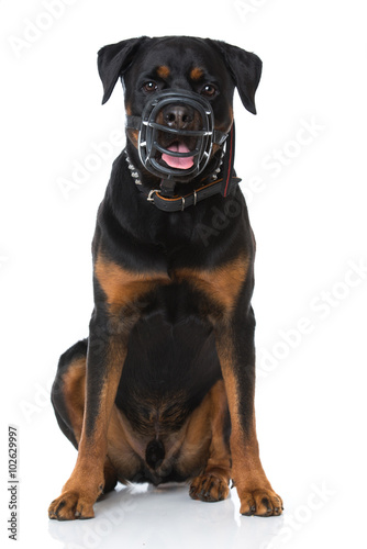 Rottweiler Mit Maulkorb Buy This Stock Photo And Explore Similar Images At Adobe Stock Adobe Stock