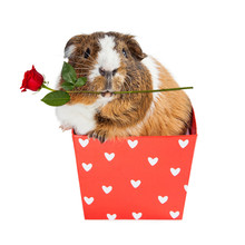 Guinea Pig In Heart Box Holding Rose