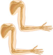 white background vector illustration of a humerus