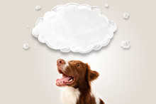 Cute Border Collie With Empty Cloud