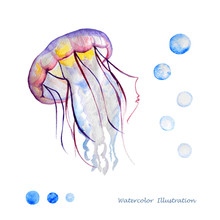 Watercolor Jellyfish Illustration.