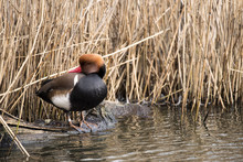 Beautiful Portrait Of Red Crested Pochard Bird In The Wild